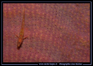 Little Goby on a sponge in the water's of Lembeh Strait..... by Michel Lonfat 